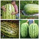Giant Watermelon Iwanaga Giant F1 20 Seeds