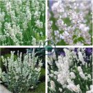 Lavandula angustifolia White Lavender Flower 400 Seeds
