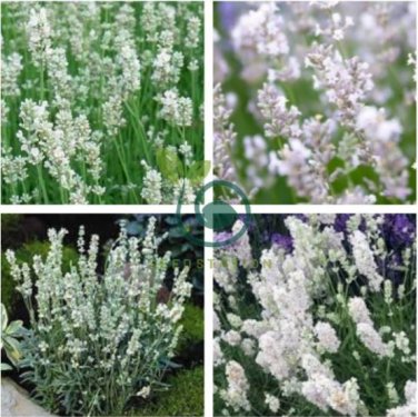 Lavandula angustifolia White Lavender Flower 400 Seeds