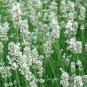 Lavandula angustifolia White Lavender Flower 400 Seeds