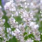 Lavandula angustifolia White Lavender Flower 400 Seeds