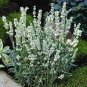 Lavandula angustifolia White Lavender Flower 400 Seeds