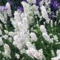 Lavandula angustifolia White Lavender Flower 400 Seeds