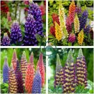 Lupinus 20 Types of Lupine Perennial Flowers 30 Seeds