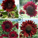 SunFlower Velvet Queen 100 Seeds