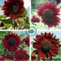 SunFlower Velvet Queen 100 Seeds