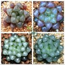 Rare Haworthia obtusa Semilucent Red Milky White Succulent 10 Seeds