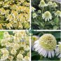 Echinacea Milky White Perennial Flower 400 Seeds