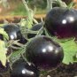 Rare Purple Cherry Tomato Organic 50 Seeds