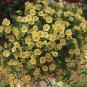 Sunrise Cascading Trails Yellow Petunia Hybrid 400 Seeds