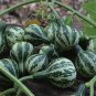Heirloom Miniature Tennessee Dancing Spinner Gourd Cucurbita Pepo 20 Seeds