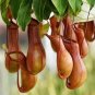 Enchantress Carnivorous Bonsai 200 Seeds