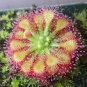 Enchantress Carnivorous Bonsai 200 Seeds