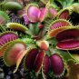 Enchantress Carnivorous Bonsai 200 Seeds