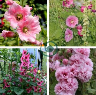 Rare Beautiful Althaea Rosea Pink Hollyhock Compact Flowers 40 Seeds