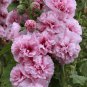 Rare Beautiful Althaea Rosea Pink Hollyhock Compact Flowers 40 Seeds