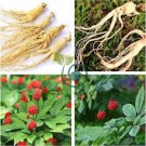 Chinese / Korean Panax Ginseng 12 Seeds