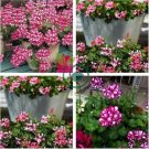 Geranium 'Dragon Beads' Dark Red White Flower 20 Seeds