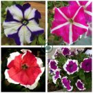 Beautiful Petunia Flower Plants 24 Kinds of Petunia Flower 200 Seeds