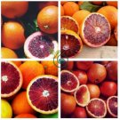 Rare Red Lemon Tree Seeds High Survival Rate Fruit 60 Seeds