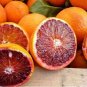 Rare Red Lemon Tree Seeds High Survival Rate Fruit 60 Seeds