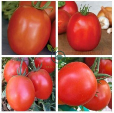 Tomato SuperSauce Hybrid  200 Seeds