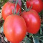 Tomato SuperSauce Hybrid  200 Seeds