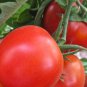 Tomato SuperSauce Hybrid  200 Seeds
