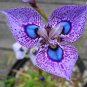 Phalaenopsis Butterfly Orchid 400 Seeds