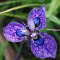 Phalaenopsis Butterfly Orchid 400 Seeds