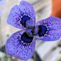 Phalaenopsis Butterfly Orchid 400 Seeds