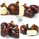 Chinese water chestnut  60 Seeds