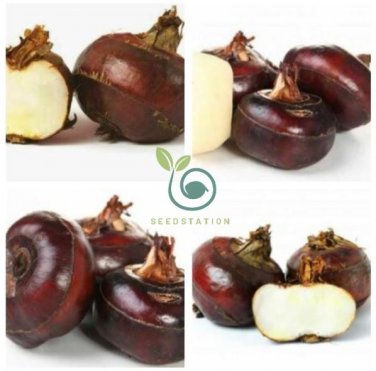 Chinese water chestnut  60 Seeds
