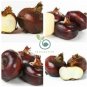 Chinese water chestnut  60 Seeds