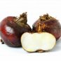Chinese water chestnut  60 Seeds