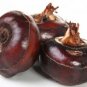 Chinese water chestnut  60 Seeds