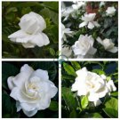 Gardenia Jasminiodes White Shrub Flower 40 Seeds