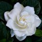 Gardenia Jasminiodes White Shrub Flower 40 Seeds