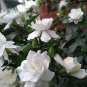 Gardenia Jasminiodes White Shrub Flower 40 Seeds