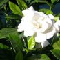 Gardenia Jasminiodes White Shrub Flower 40 Seeds