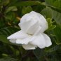 Gardenia Jasminiodes White Shrub Flower 40 Seeds