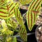 Rare Bat Grass Bonsai Mix-Colors Christia Vespertilionis Bonsai Patio 200 Seeds