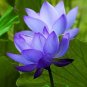 Blue Nelumbo Nucifera China Beautiful Lotus Pad Flower 2 Seeds