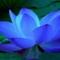 Blue Nelumbo Nucifera China Beautiful Lotus Pad Flower 2 Seeds