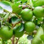 Lemon Mexican Green Fruit Tree 40 Seeds