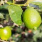 Lemon Mexican Green Fruit Tree 40 Seeds