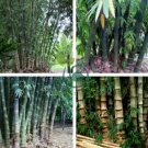 Dendrocalamus Latiflorus Taiwan Giant Bamboo 60 Seeds