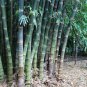 Dendrocalamus Latiflorus Taiwan Giant Bamboo 60 Seeds