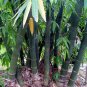 Dendrocalamus Latiflorus Taiwan Giant Bamboo 60 Seeds