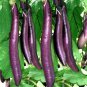 Eggplant Bright Purple Long Vegetables 200 Seeds